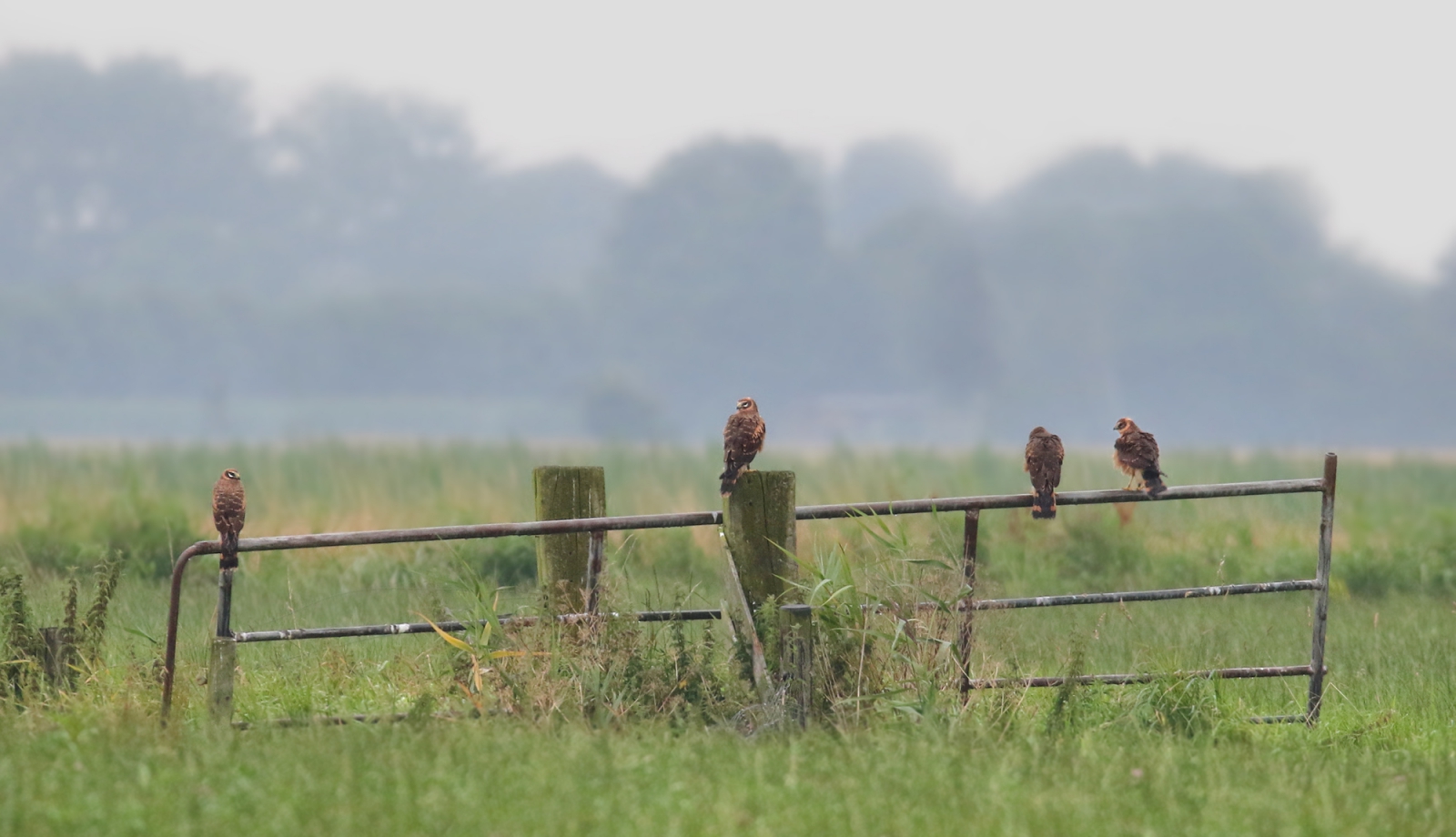 Four young pallid harriers